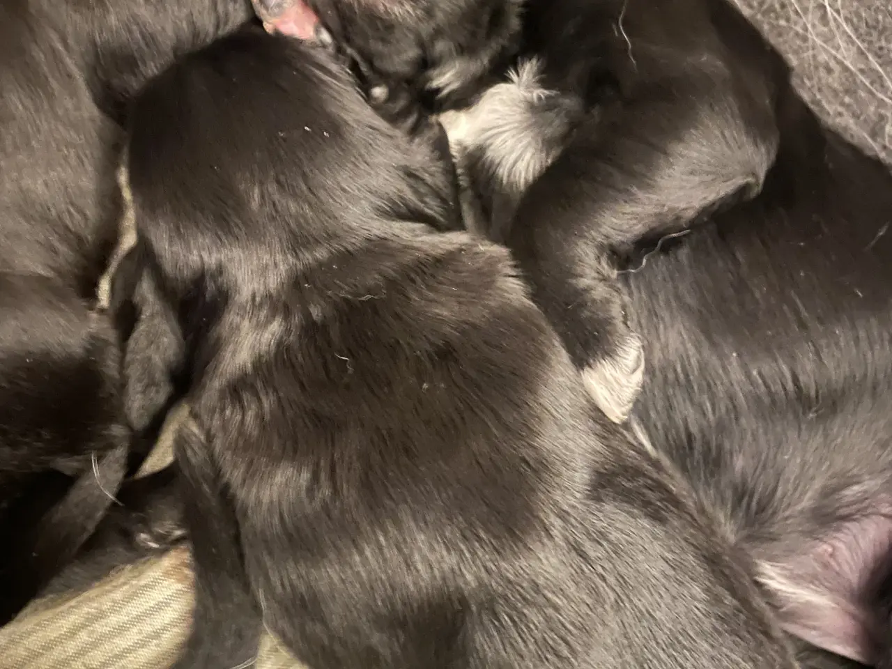 Billede 2 - Hvalpe - Golden/labrador Retriever blandinger