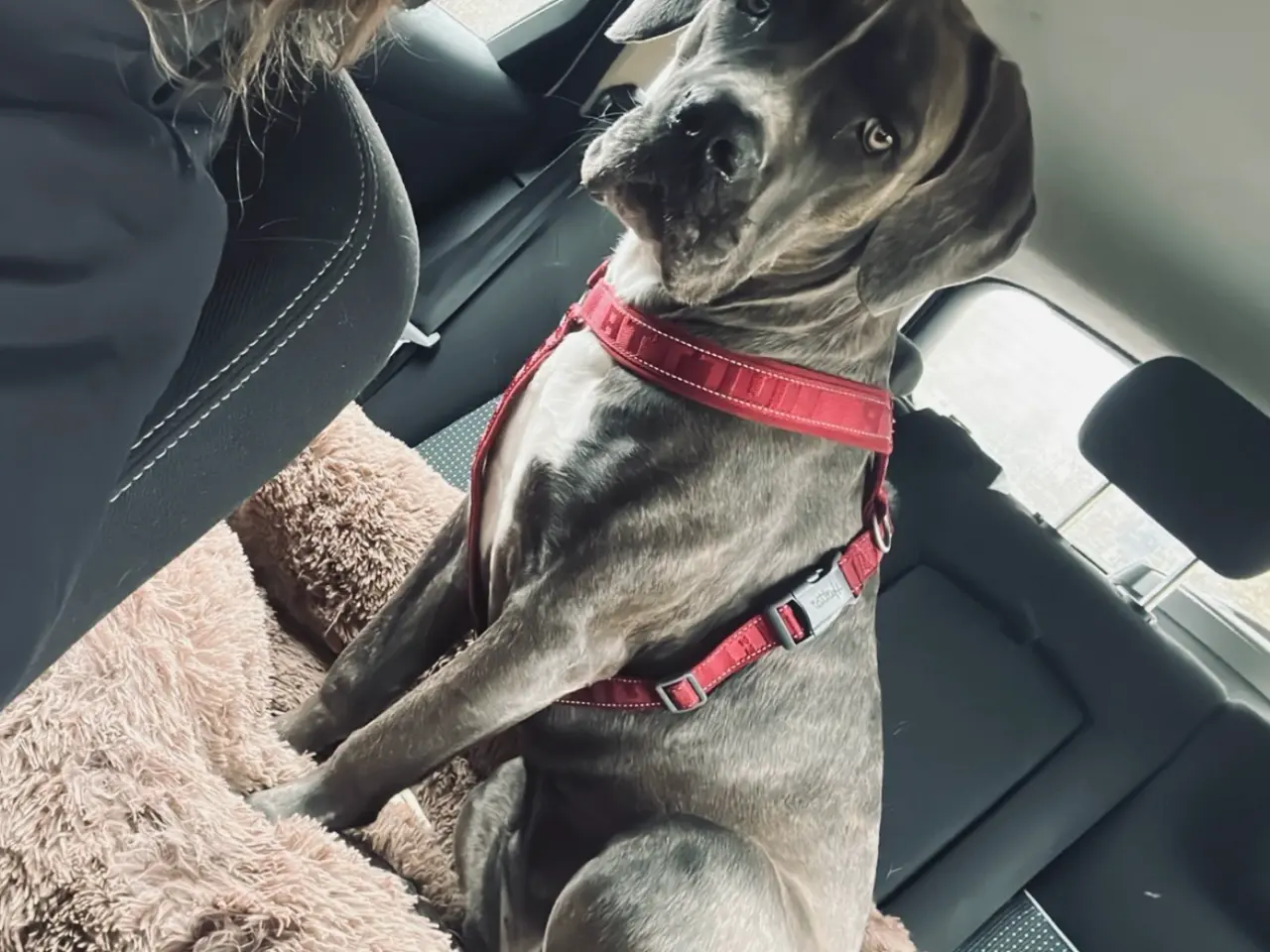 Billede 1 - Cane Corso tæve solvej