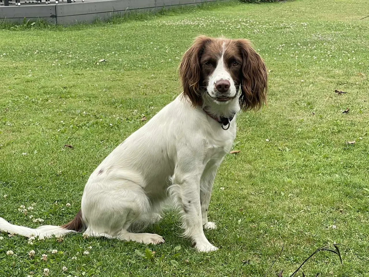 Billede 5 - Ft Engelsk Springer Spaniel hvalpe, drenge & piger