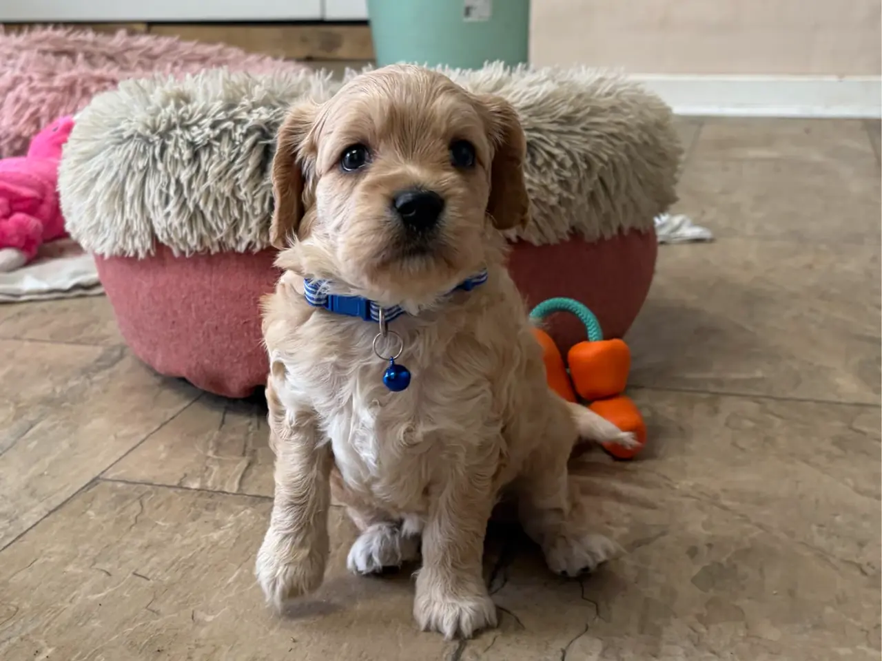 Billede 6 - De smukkeste F1 Cavapoo babyer