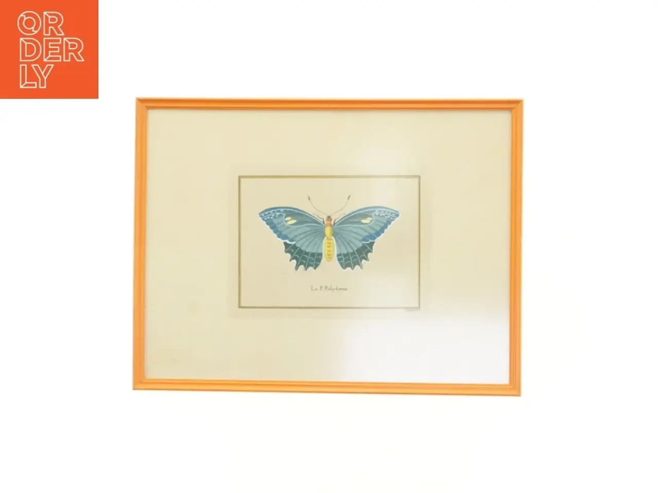 Billede 1 - Indrammet sommerfugletryk (str. 35 x 27 cm)