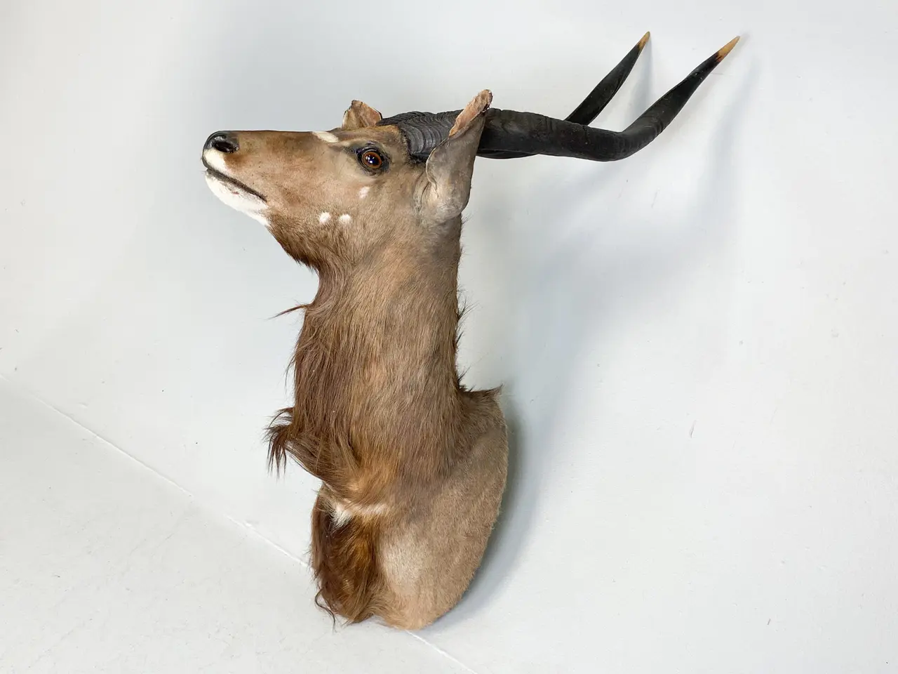 Billede 3 - Skuldermonteret Nyala jagttrofæ