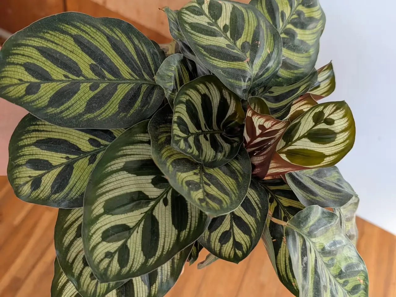 Billede 2 - Flot og tæt "Calathea Makoyana"