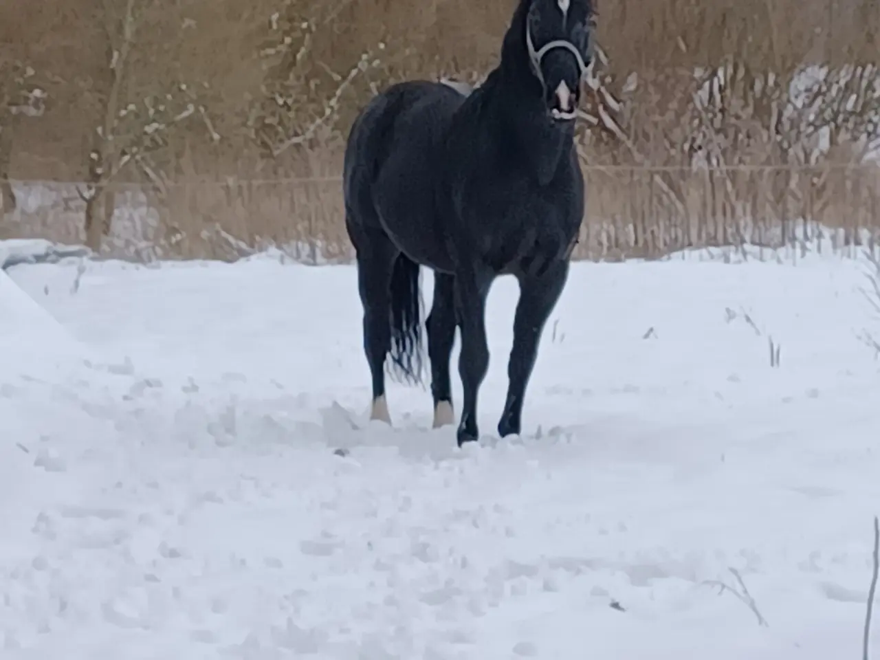 Billede 2 - OLDENBORG HINGST fantastisk sød og ufattelig smuk.