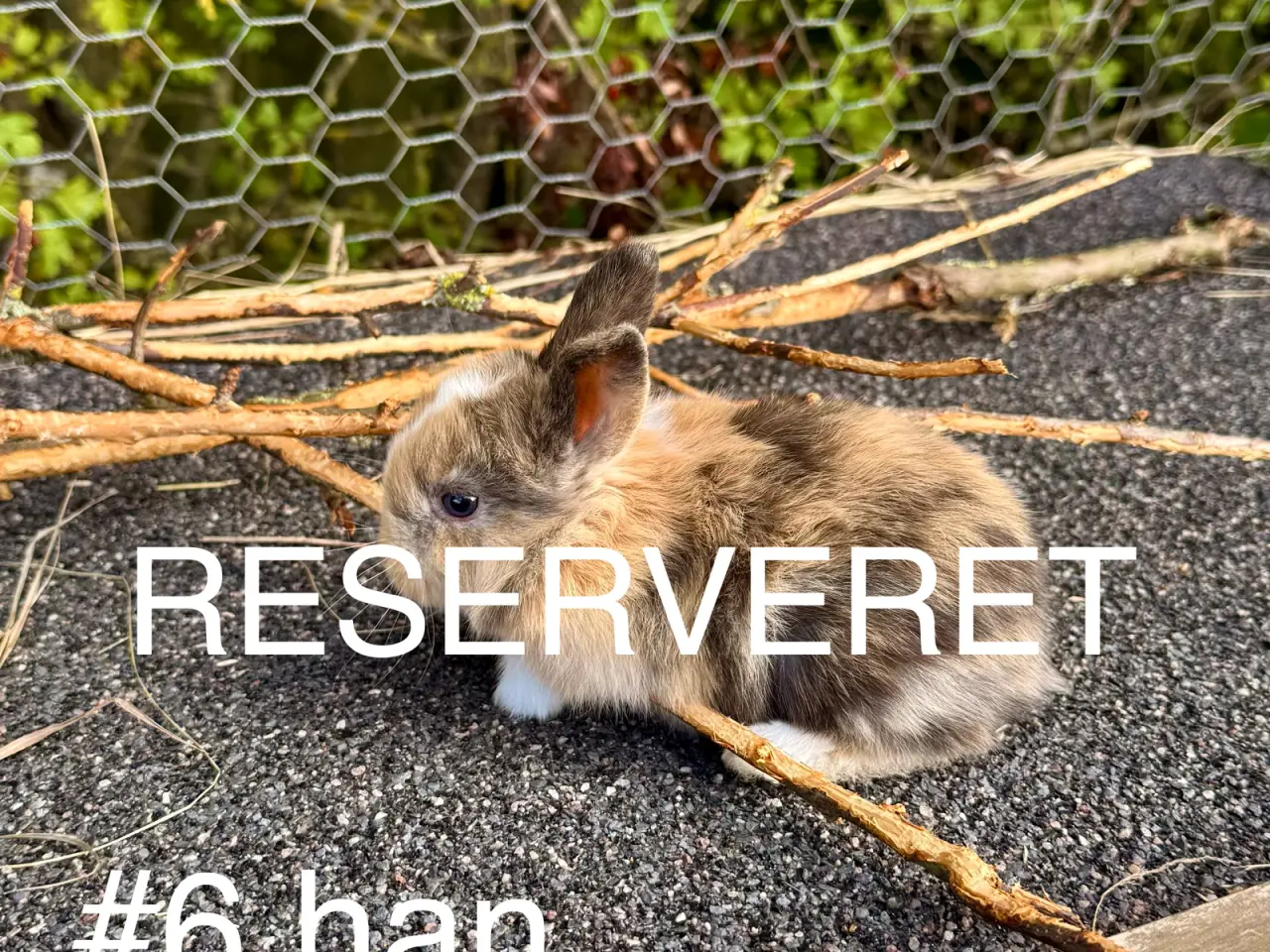 Billede 9 - Mini Lop kaninunger