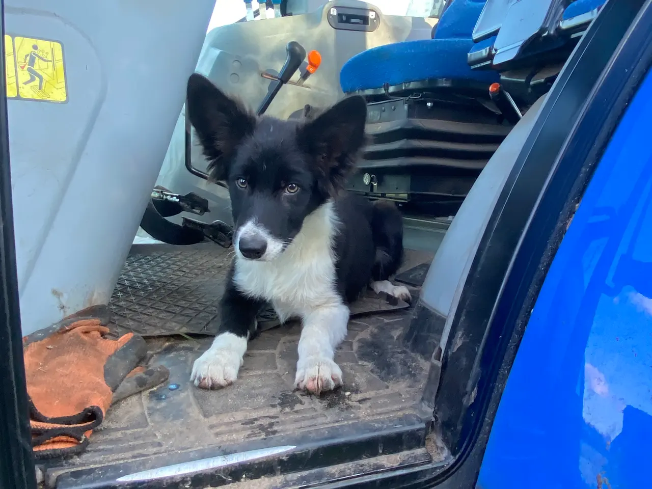 Billede 4 - Border Collie