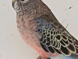 Parakitter