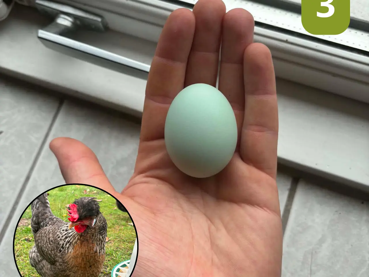 Billede 4 - Farverige rugeæg fra spændende blandingsflok