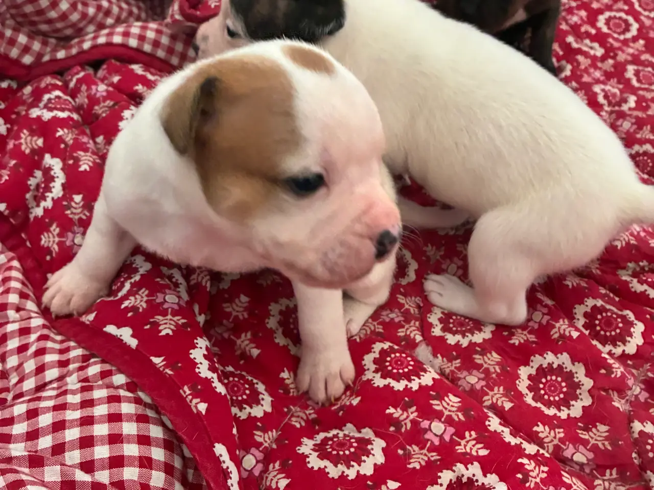 Billede 8 - Engelsk staffoird terrier hvalpe