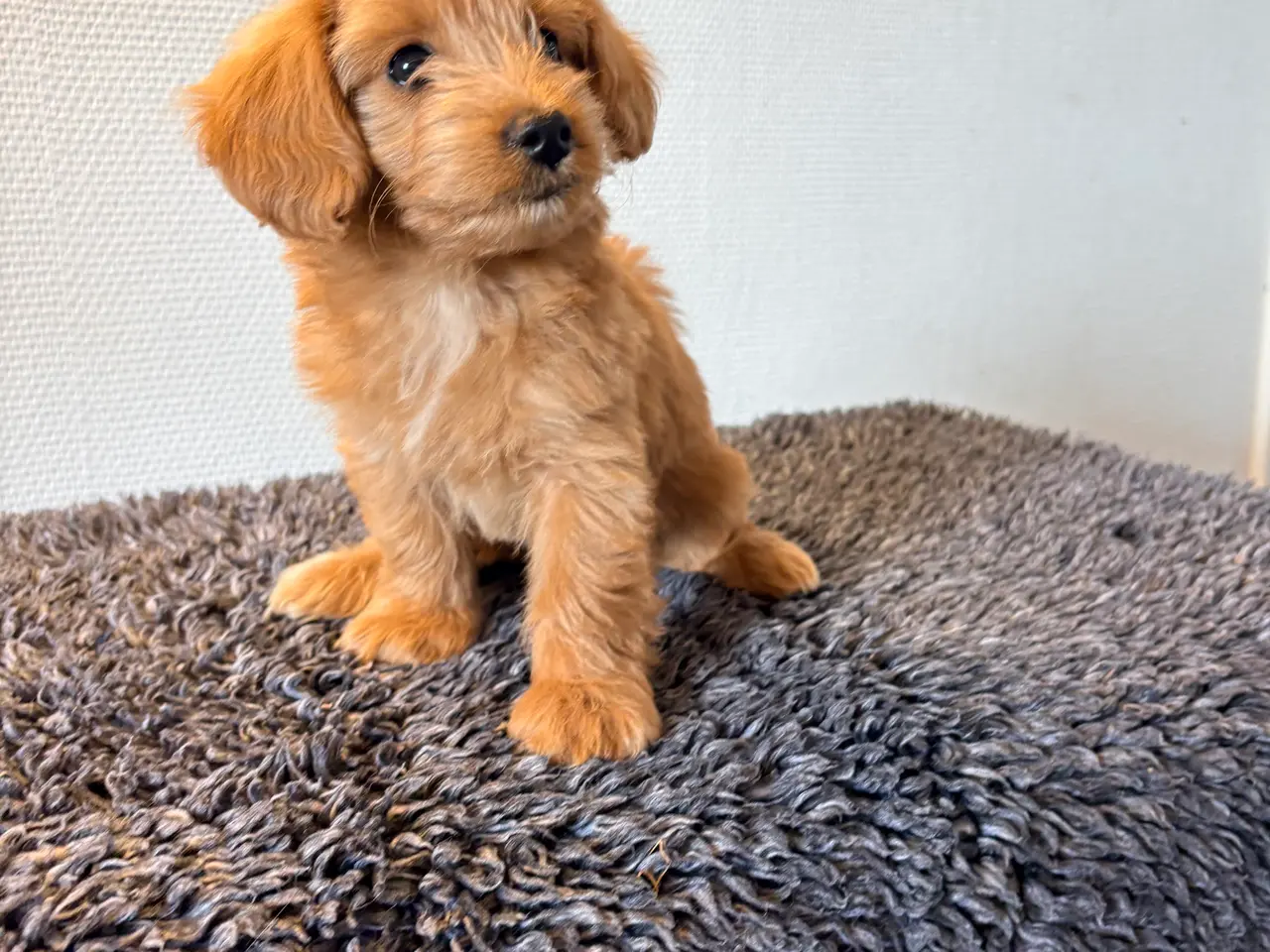 Billede 6 - Maltipoo