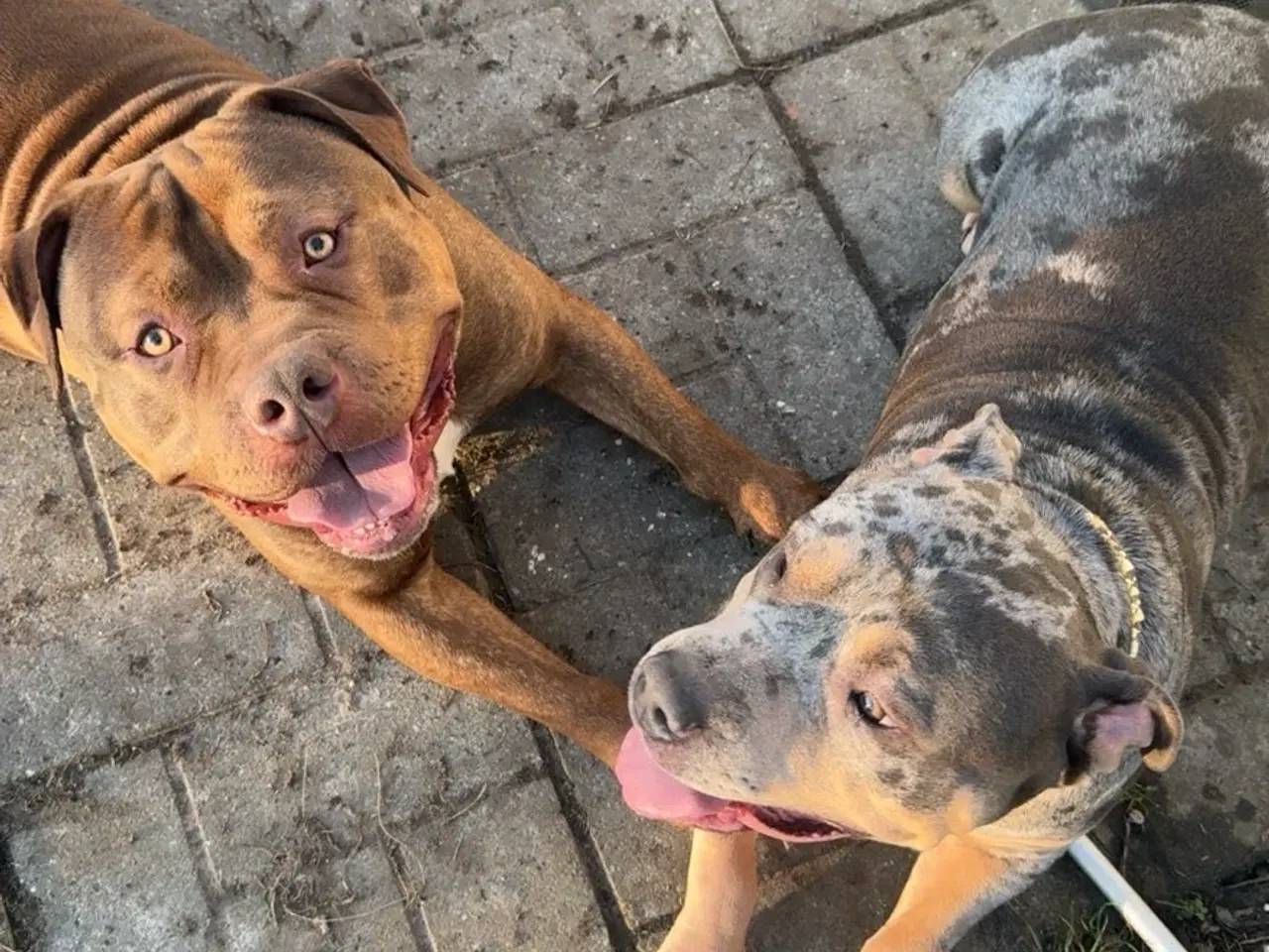 Billede 3 - 10 stk hvalpe (American bully xl)