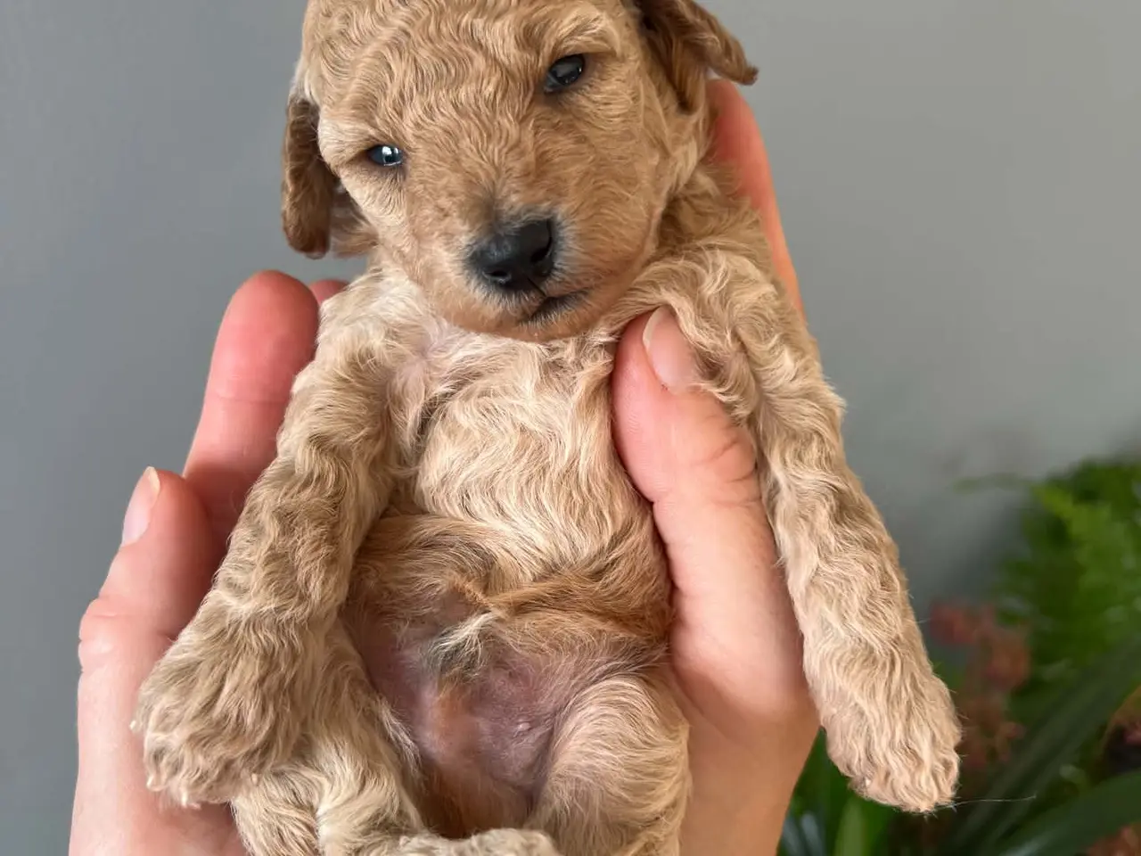 Billede 10 - Toy puddel hvalpe 