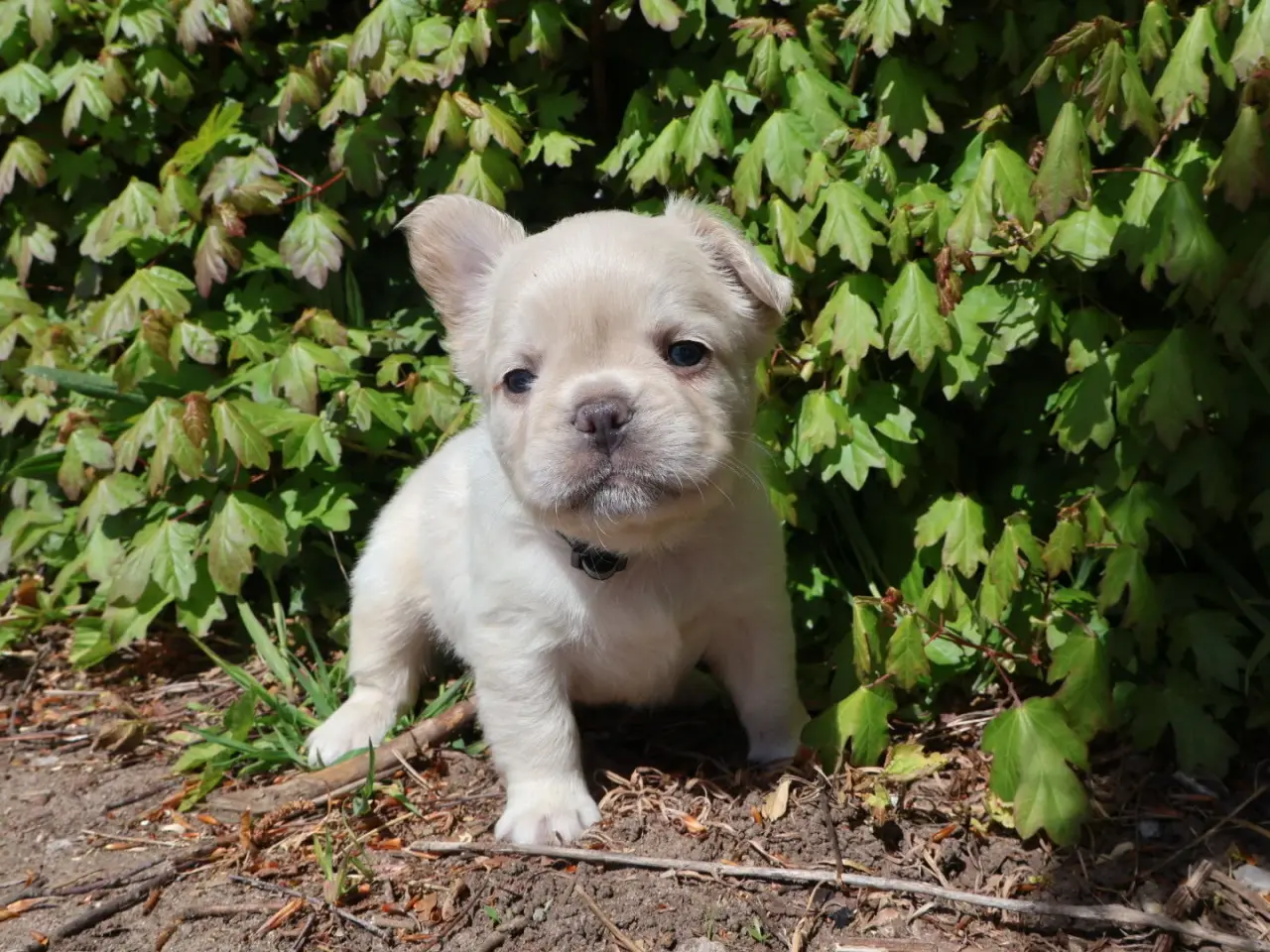 Billede 4 - Fransk bulldog