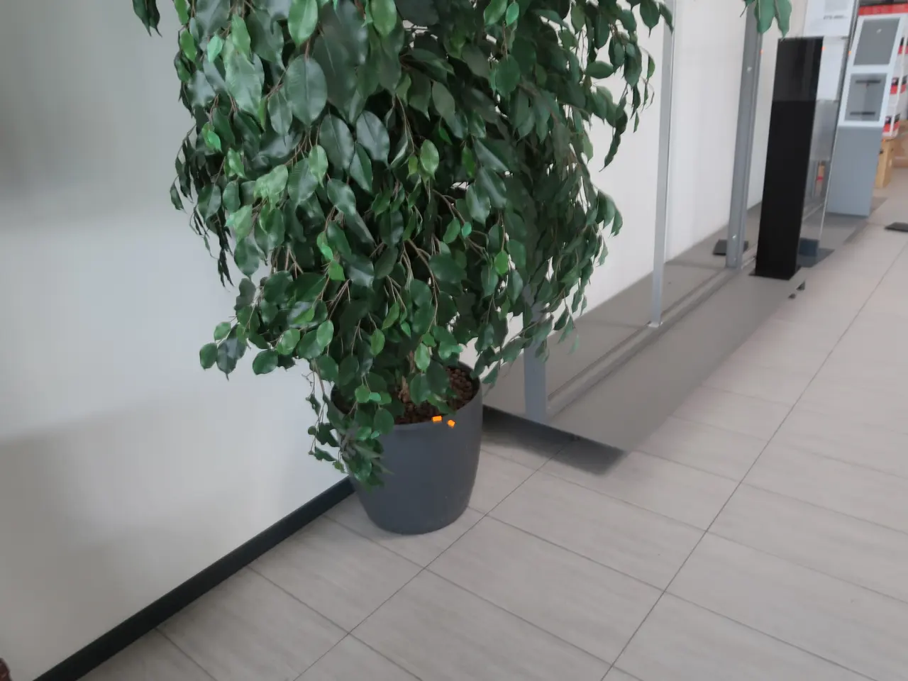 Billede 3 - Plante I krukke