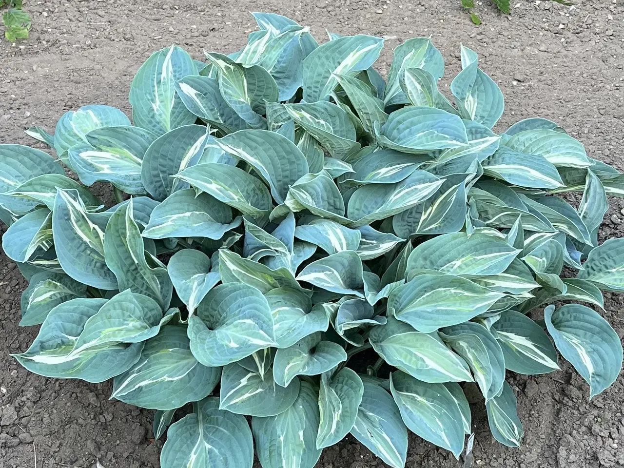 Billede 6 - Hosta sælges