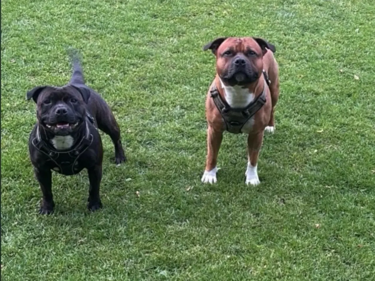 Billede 15 - Engelsk Staffordshire Bull terrier 