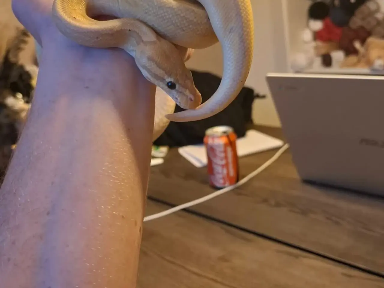 Billede 1 - Kongepython