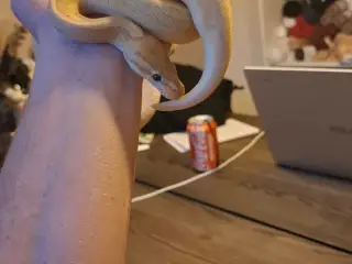 Kongepython 