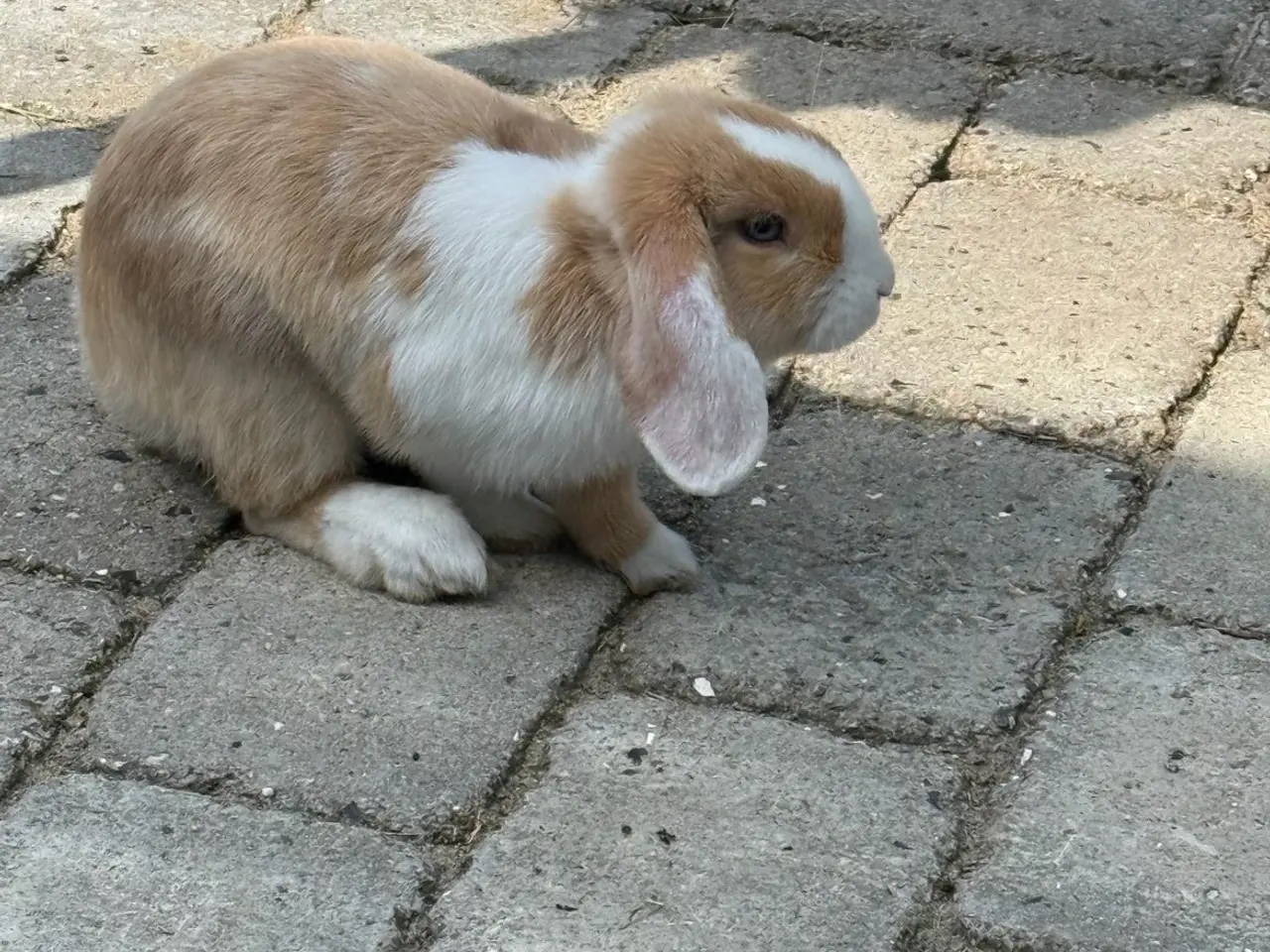 Billede 5 - Cute mini lop han