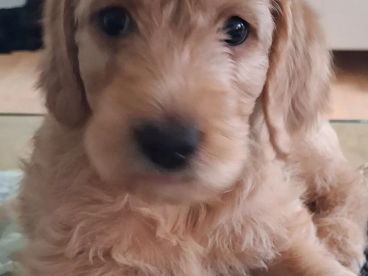Billede 1 - Doodle hvalpe