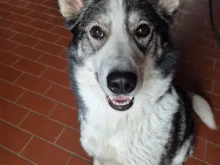 Husky/ Border collie