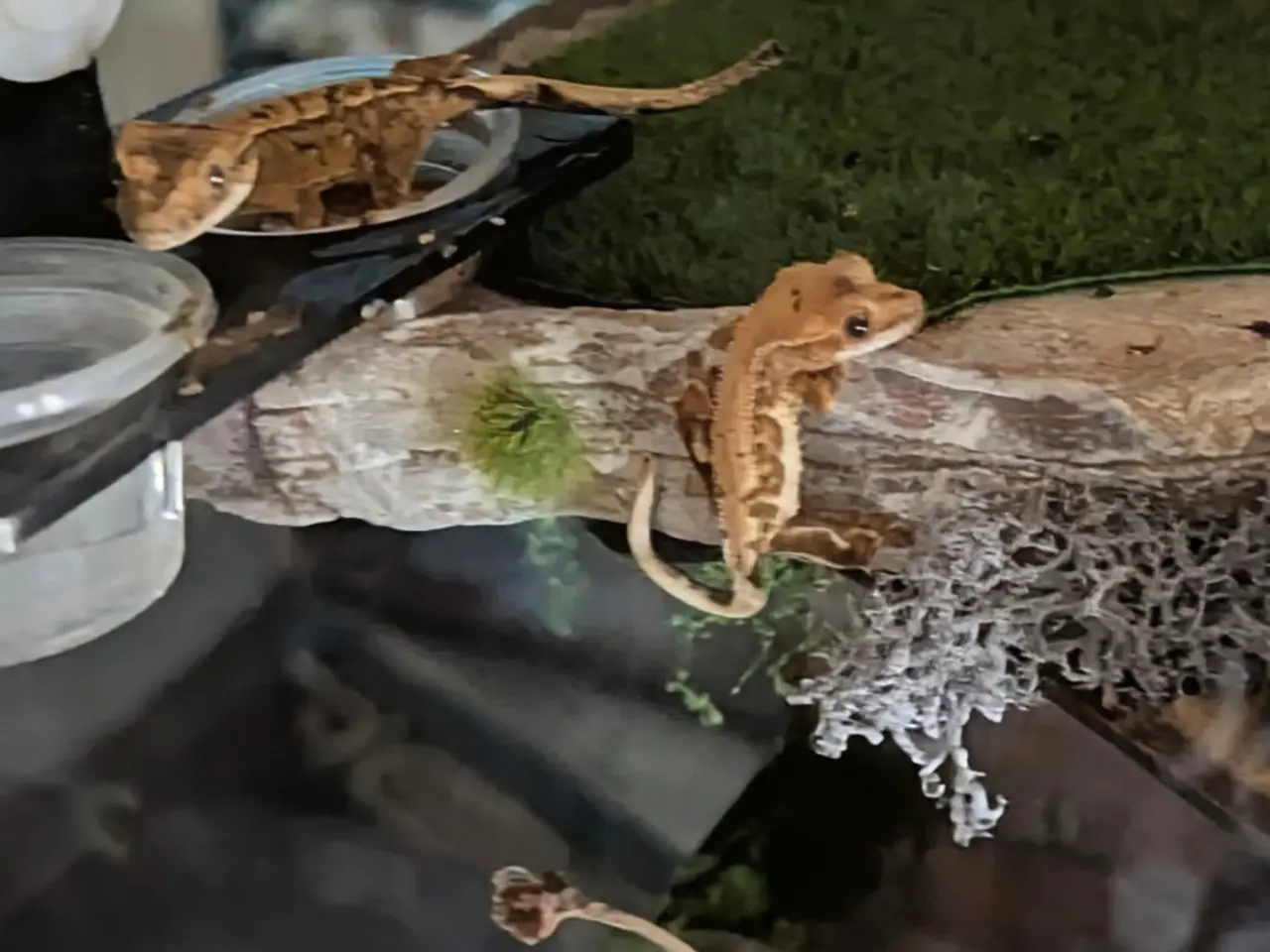 Billede 8 - Kronegekko babyer sælges 