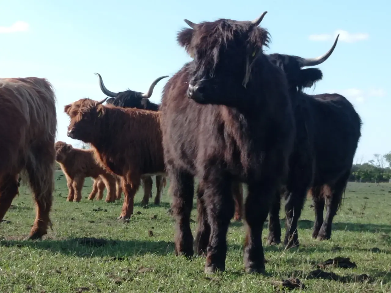 Billede 3 - Skotsk højlandskvæg highland cattle
