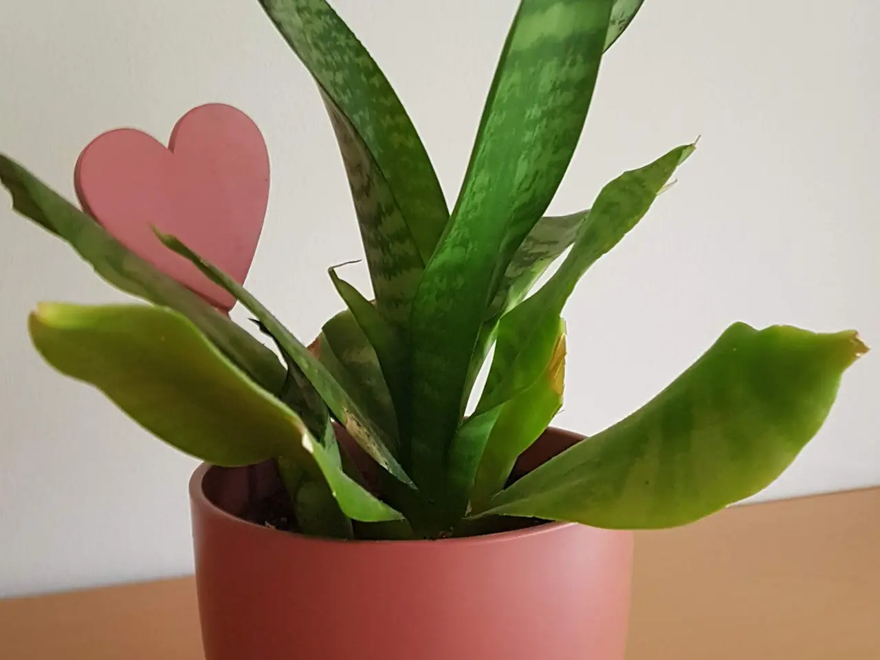 Billede 1 - Bajonetplante
