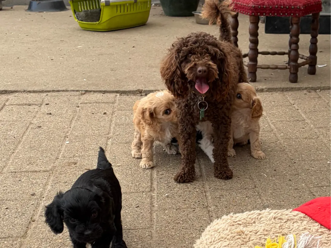 Billede 5 - Små virkelig fine mini Cavapoo babyer