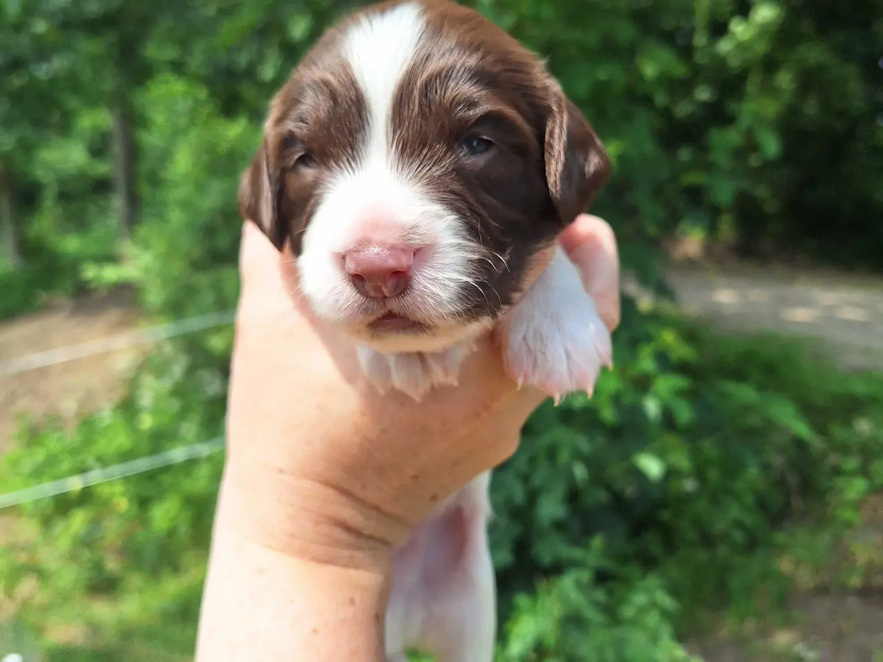 Billede 3 - Springer Spaniel hvalpe sælges