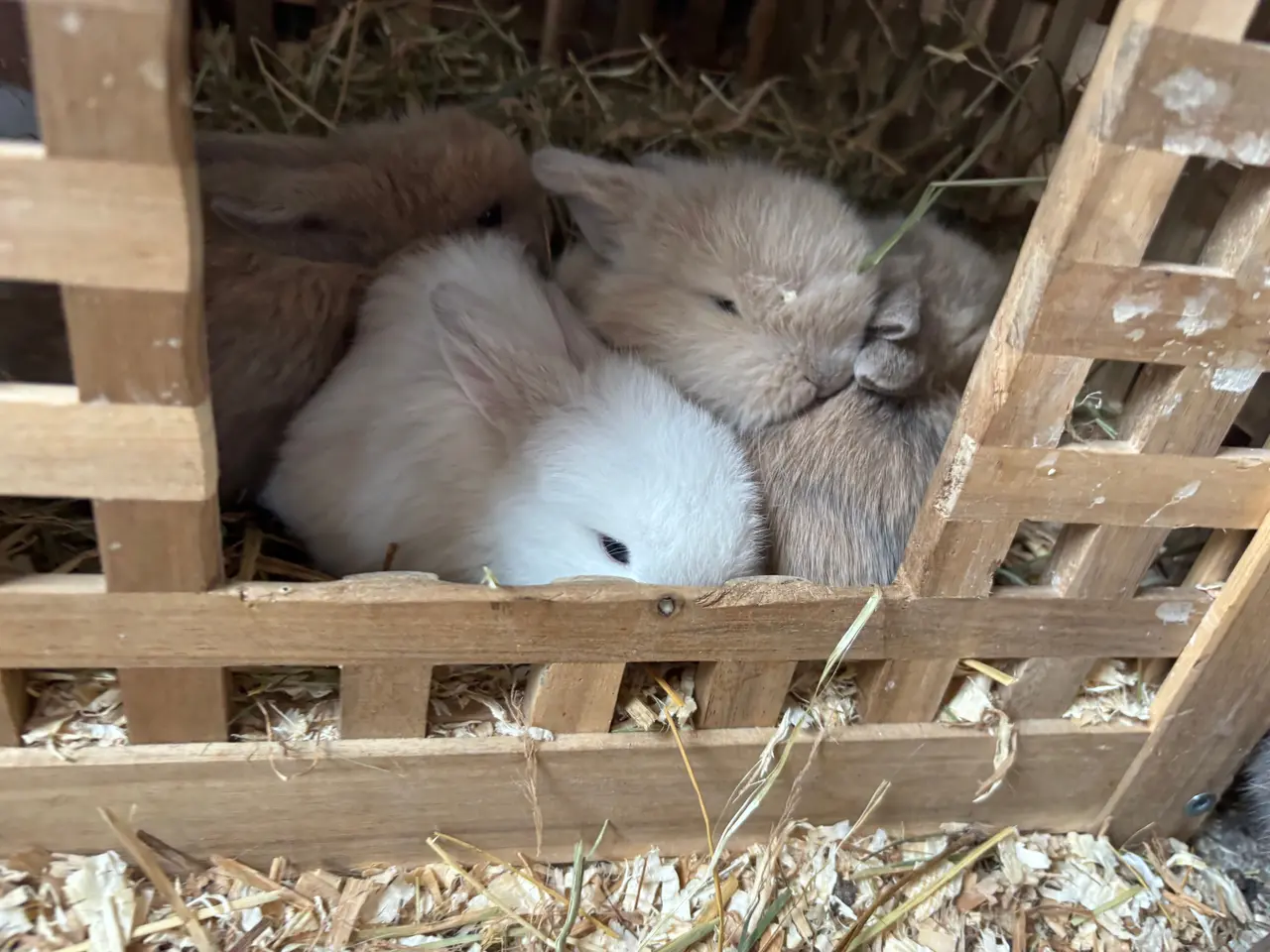 Billede 1 - Små minilop kaninunger🐰🐰