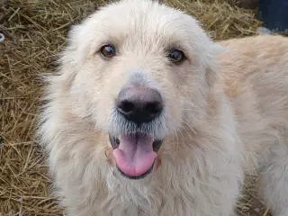 Nord søger sin egen familie❤️