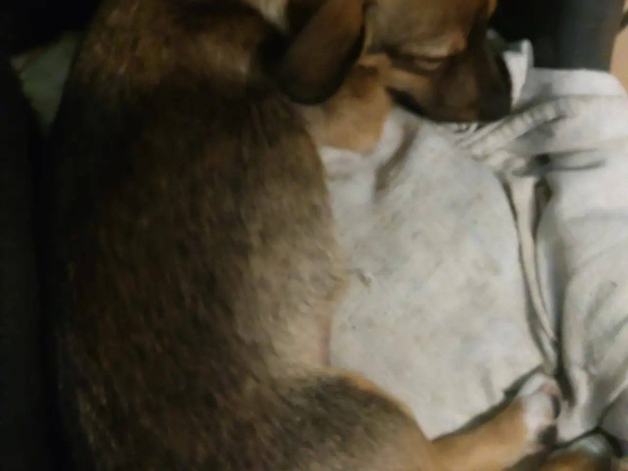 Billede 4 - Dansksvenskgårdhund/ gravhund