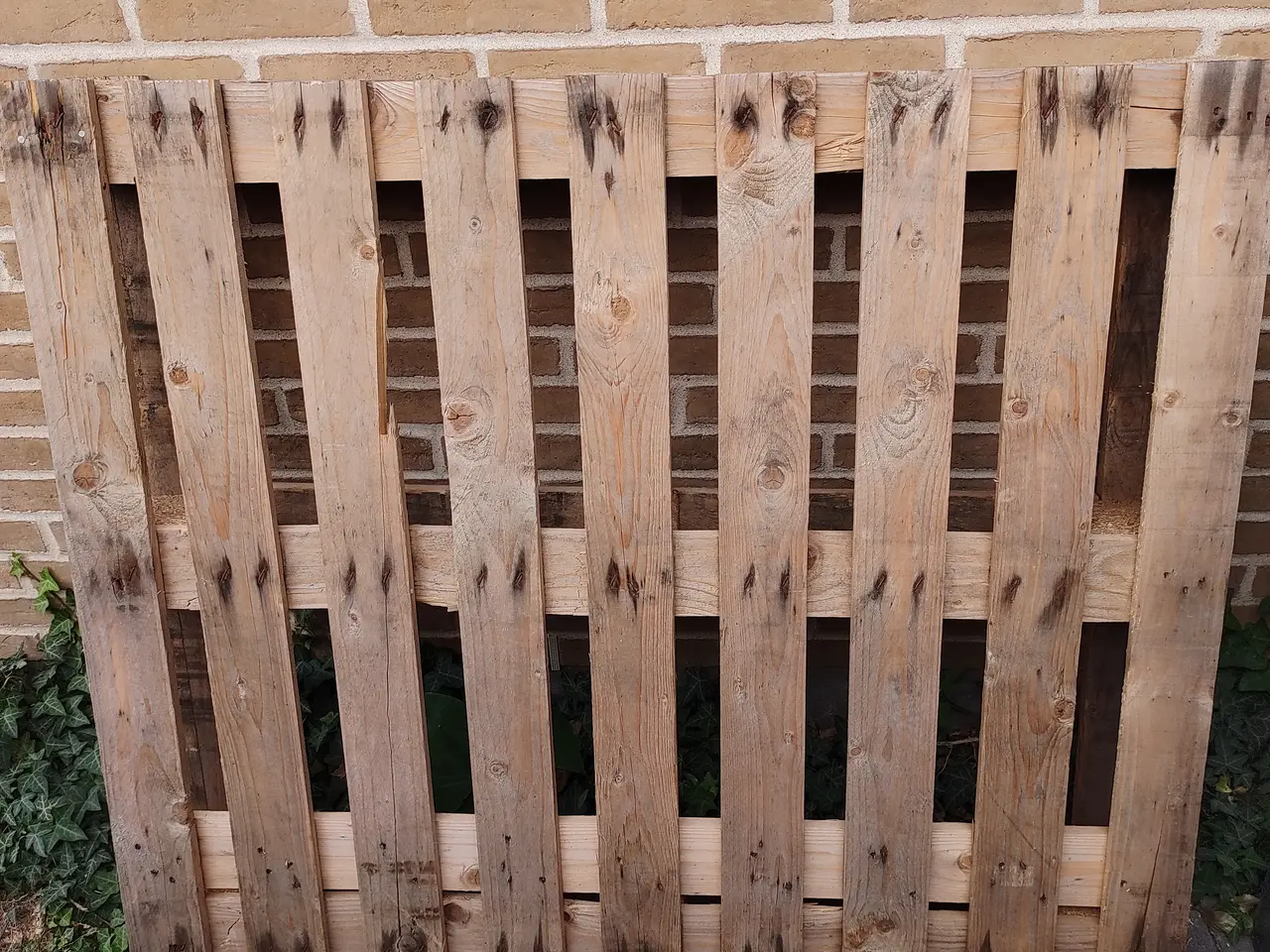 Billede 1 - Palle