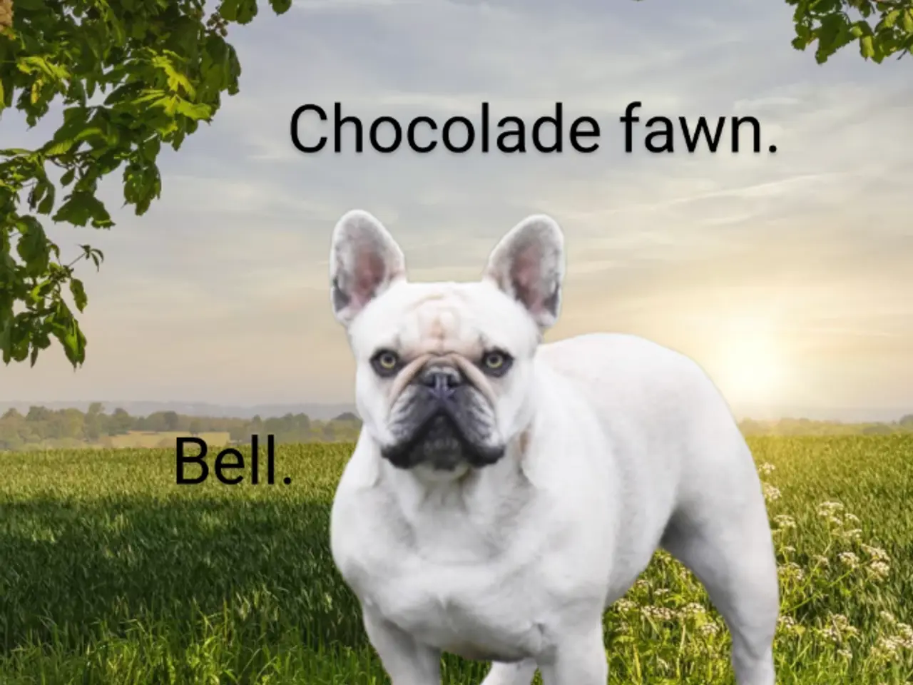 Billede 9 - Fransk bulldog hvalp.