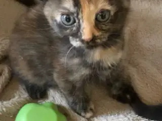 Charmerende skovkatteblandinger 🐾