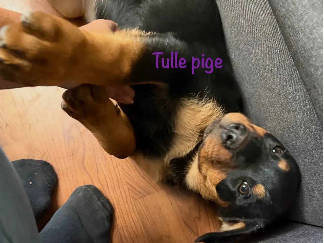 Billede 6 - Alle tre hvalpe er p.t. reserveret