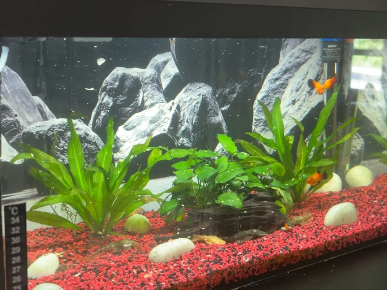 Billede 3 - 52l akvarium