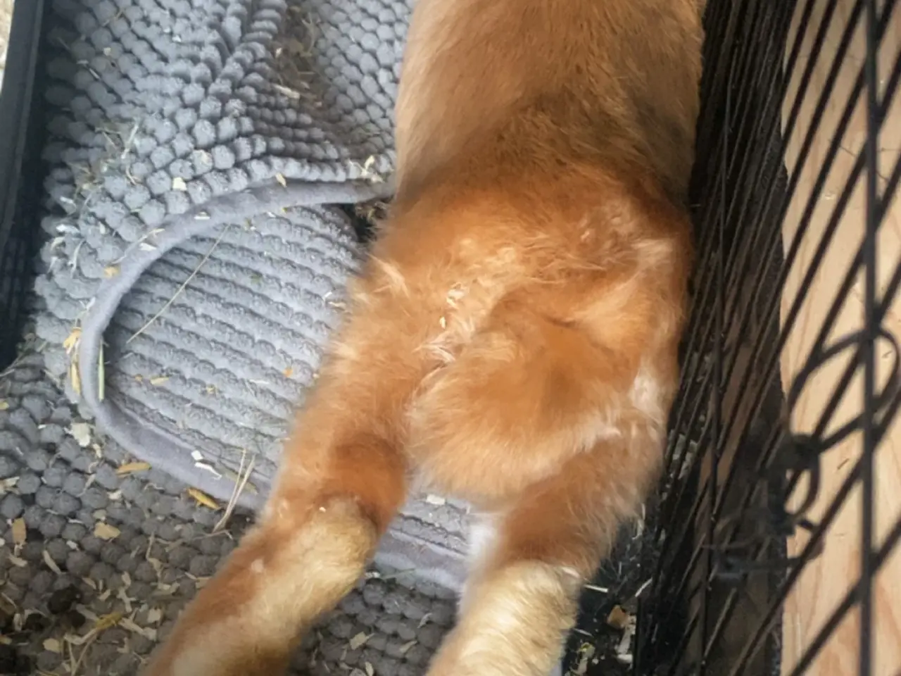 Billede 4 - 🐰💕 Søde Rosé søger nyt hjem 💕