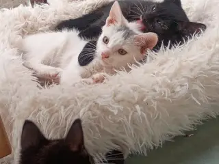Kattekillinger