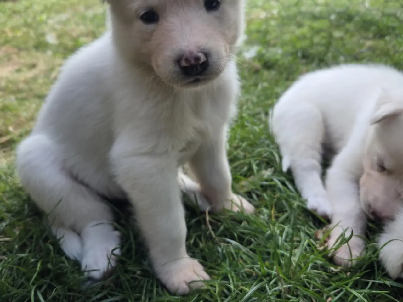 Billede 13 - Siberian husky og samojede hvalpe sælges