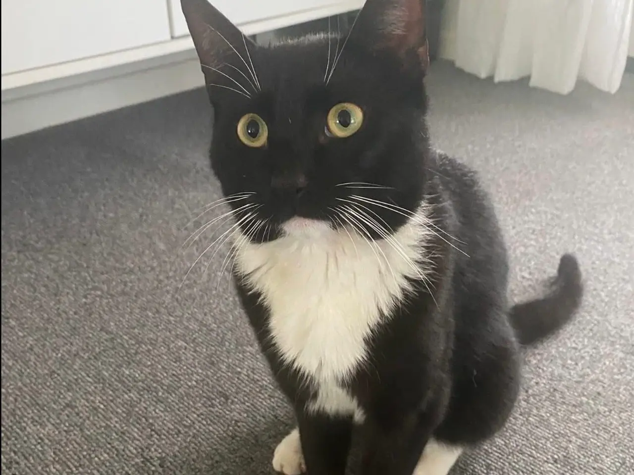 Billede 3 - kat søger nyt hjem 🐱  Sød og kærlig sort/hvid kat