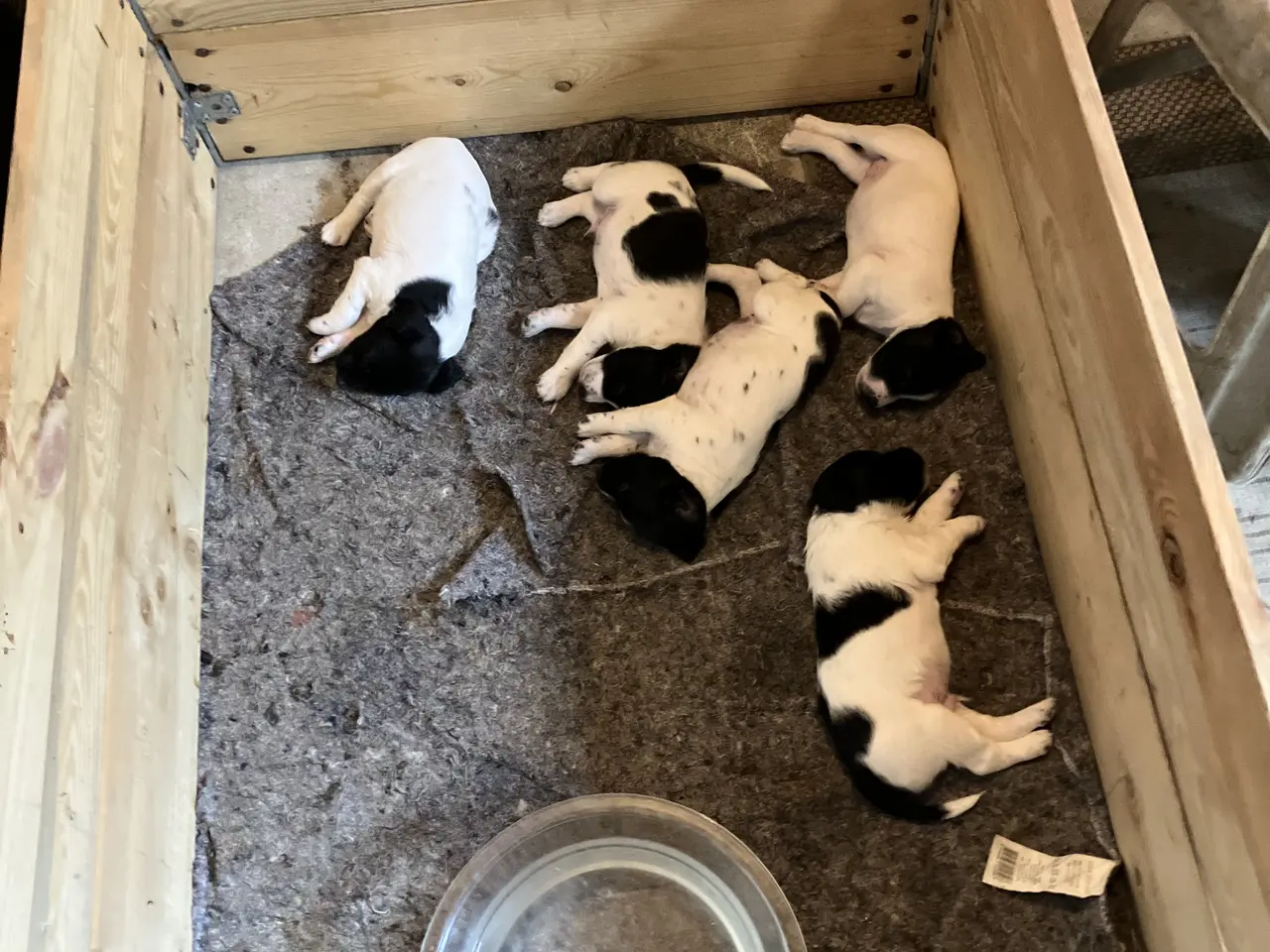 Billede 6 - Hunde Hvalpe sælges