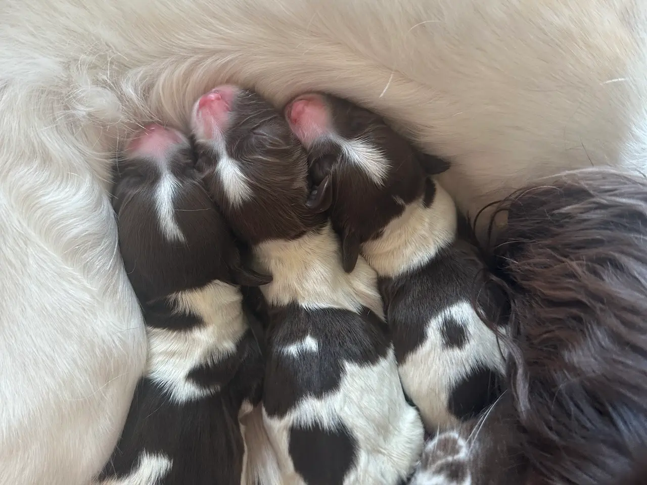 Billede 3 - FT springer spaniel hanhund med stamtavle