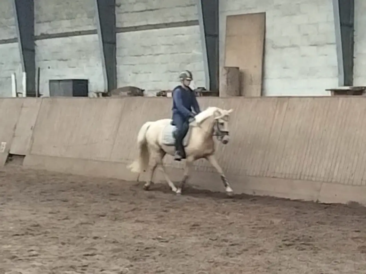 Billede 10 - Smuk palomino hoppe 5 år kat:2 pony