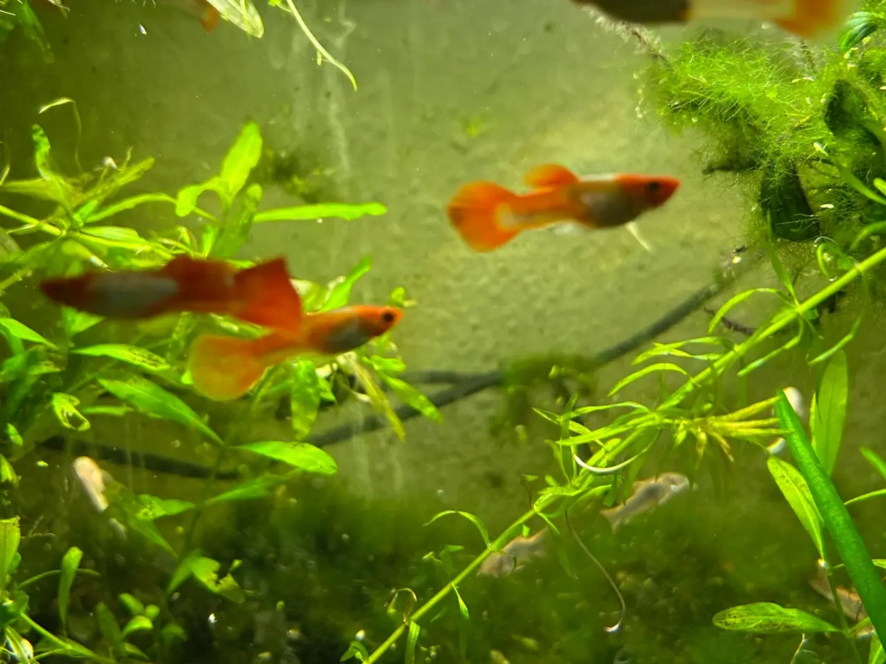 Billede 10 - 🐠❤️ Rednose Koi Guppy Par | Hvid Krop & Rød Hale