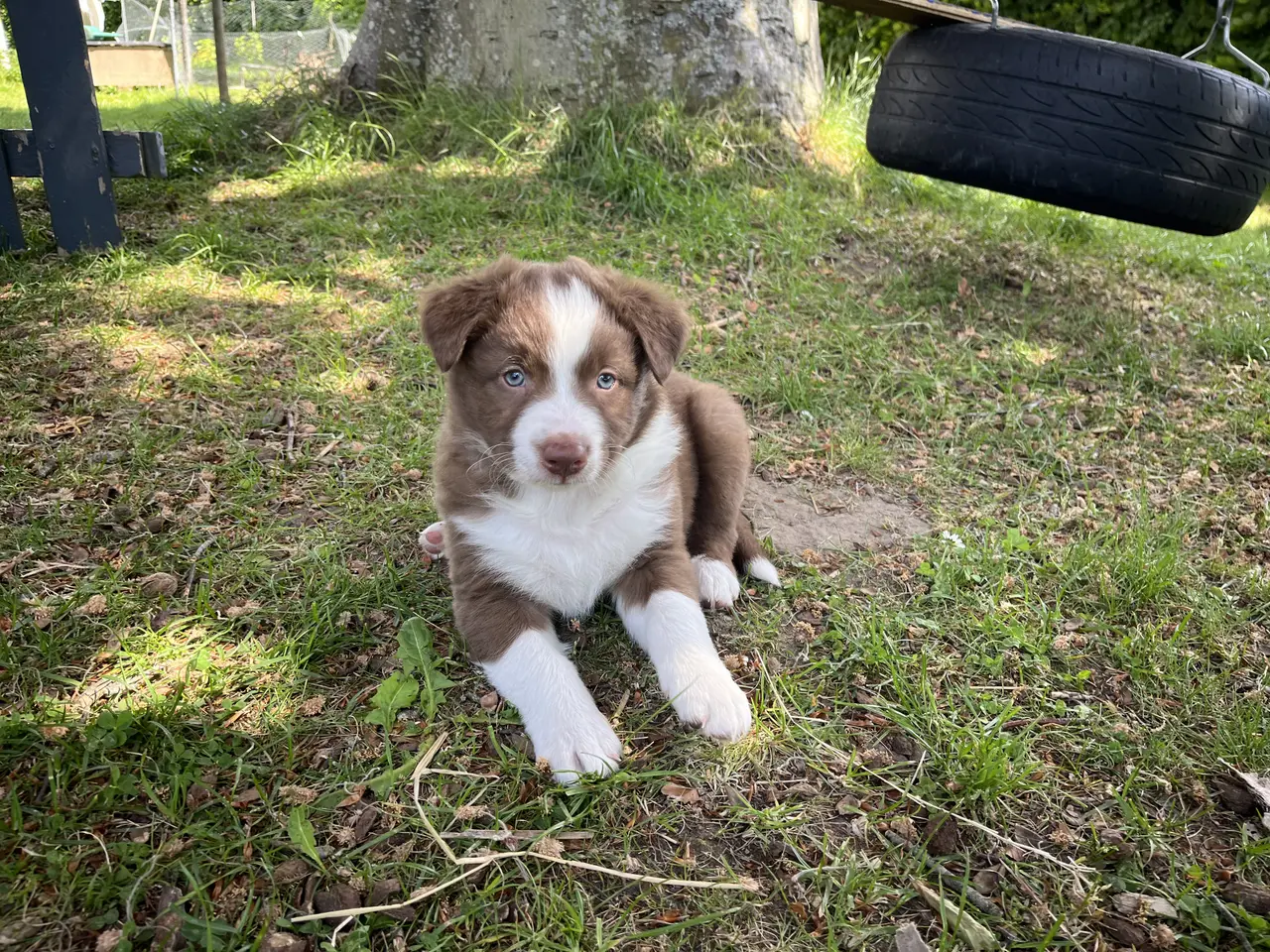 Billede 5 - Border Aussie hvalpe