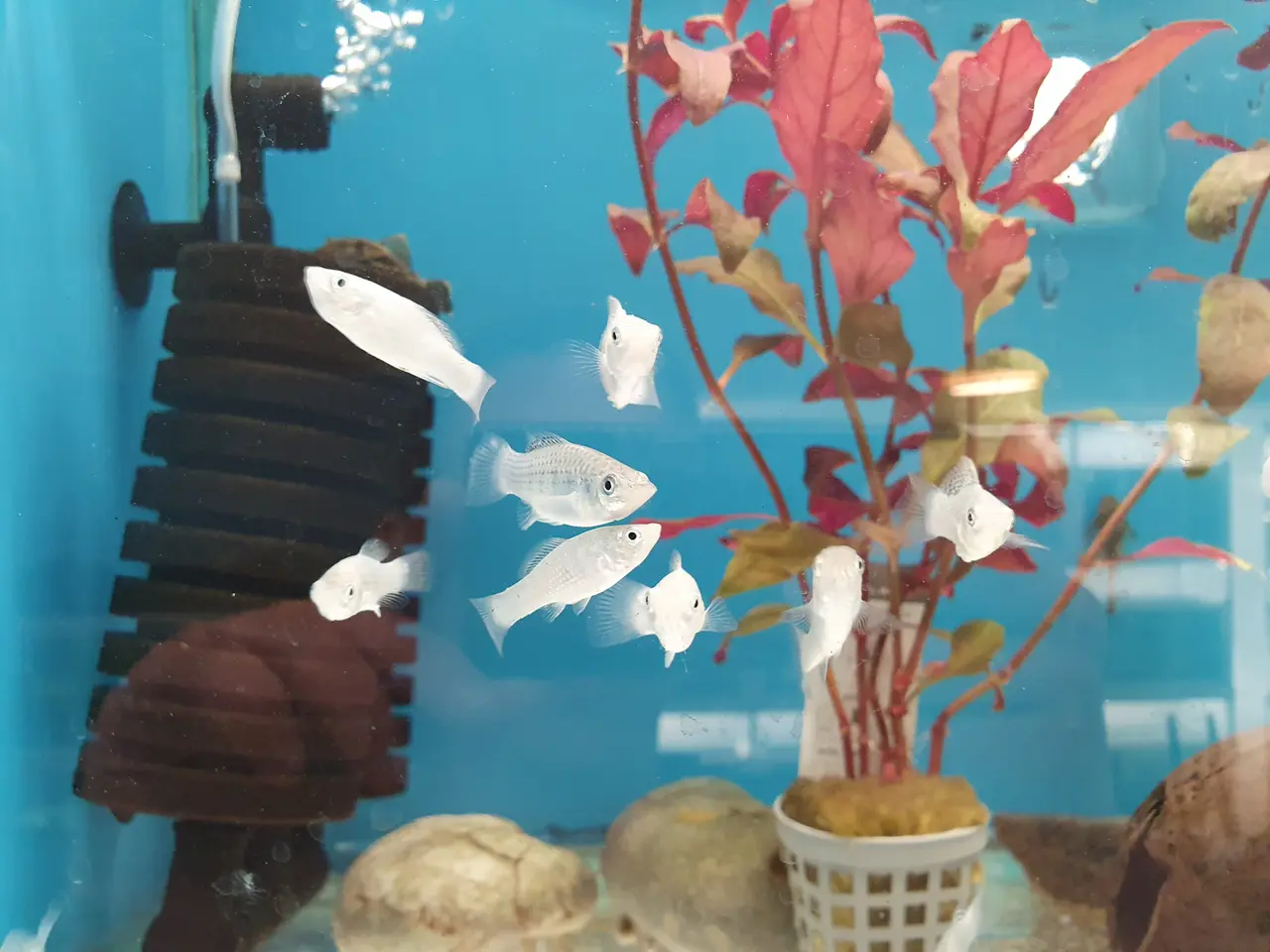 Billede 5 - ⛵🐟 SEJLFINNET MOLLY TIL SALG 🐟⛵