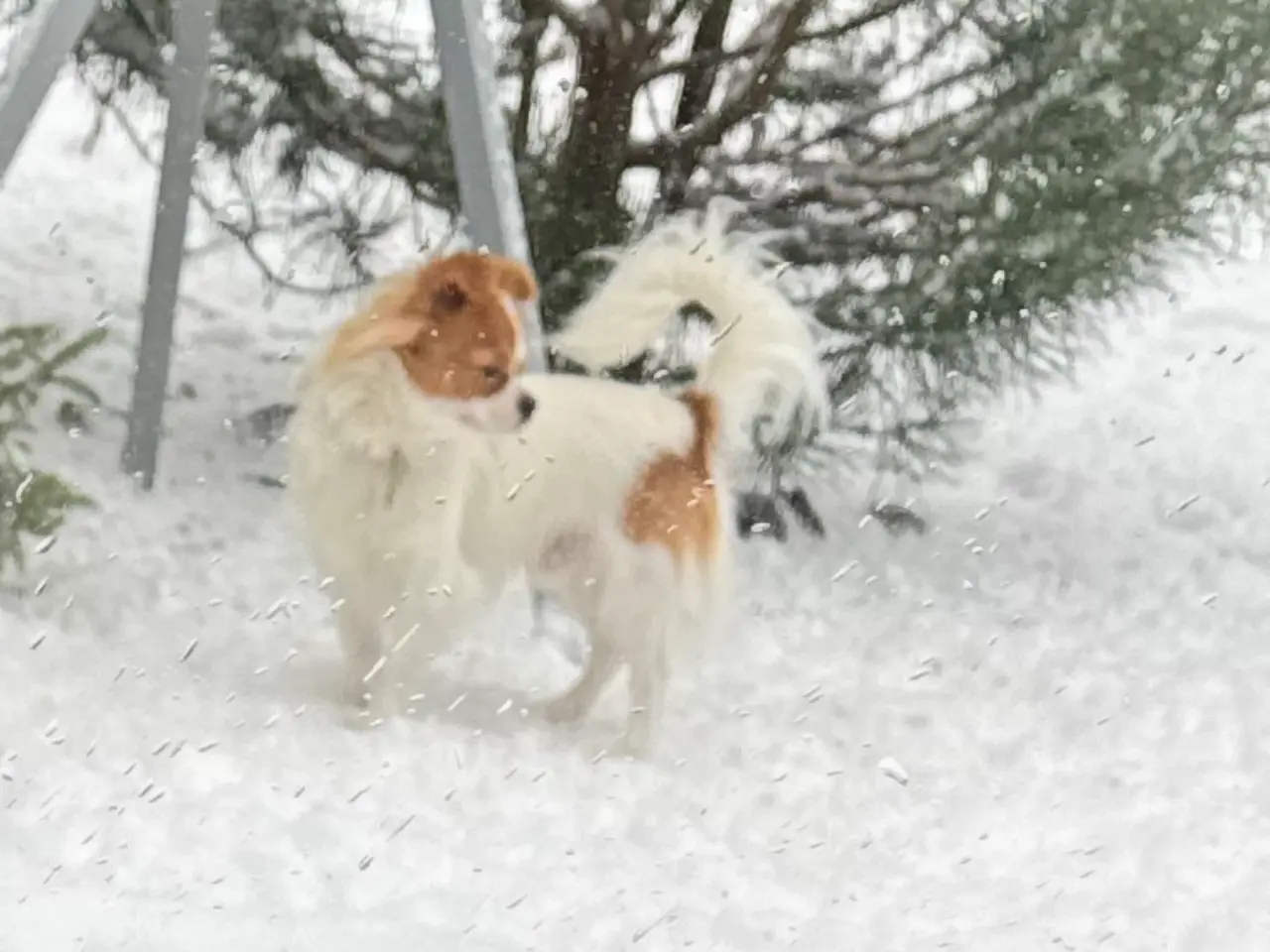 Billede 4 - Chihuahua langhåret 