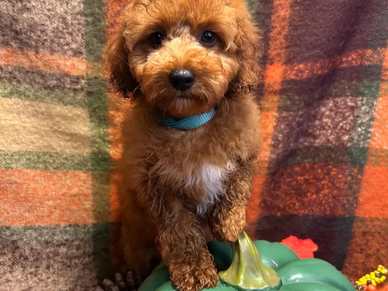 Billede 7 - 🐾maltipoo miniature September 🐾
